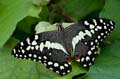 101 Afrikanischer Schwalbenschwanz - Papilio demedocus